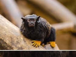 Deretan Foto Kaki Hewan Unik hingga Bikin Bergidik