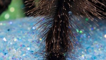 Cakar Pedikur Avicularia Avicularia (Tarantula) Foto: Boredpanda