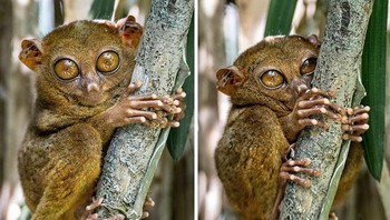 Tarsius Filipina. Primata Terkecil di Dunia Foto: Boredpanda