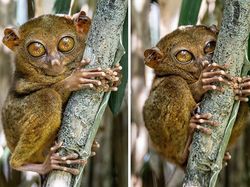 Deretan Foto Kaki Hewan Unik hingga Bikin Bergidik