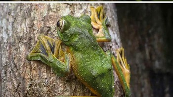 Katak Terbang Wallace Foto: Boredpanda