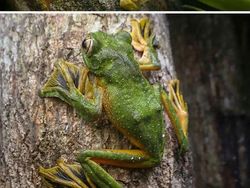 Deretan Foto Kaki Hewan Unik hingga Bikin Bergidik