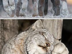 Deretan Foto Kaki Hewan Unik hingga Bikin Bergidik