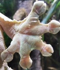 Foto Kaki Hewan