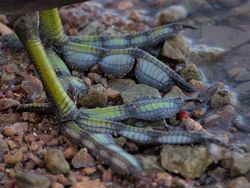 Deretan Foto Kaki Hewan Unik hingga Bikin Bergidik