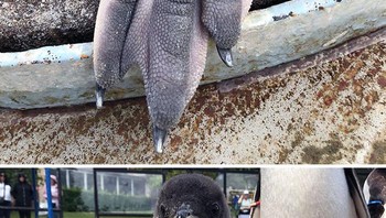 Ini wujud kaki penguin. Foto: Boredpanda