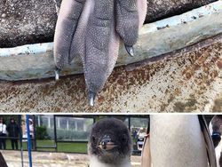 Deretan Foto Kaki Hewan Unik hingga Bikin Bergidik