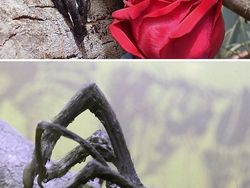 Deretan Foto Kaki Hewan Unik hingga Bikin Bergidik