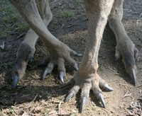 Foto Kaki Hewan