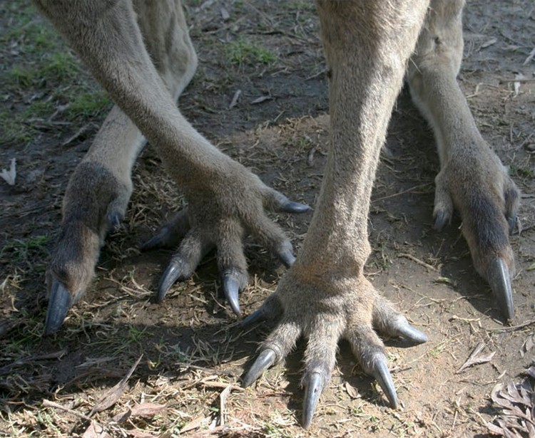 Foto Kaki Hewan