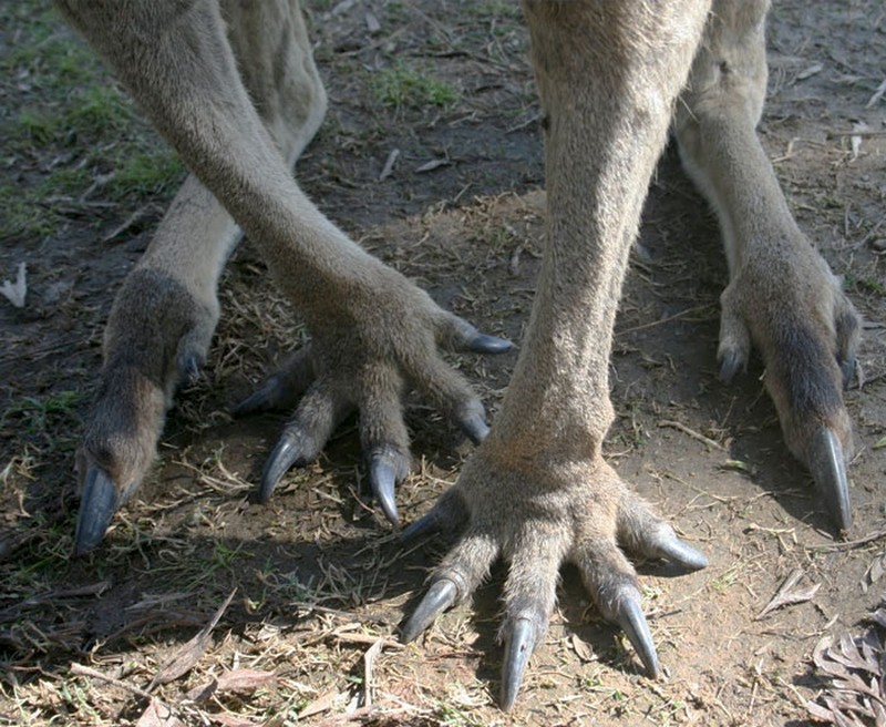 Foto Kaki Hewan