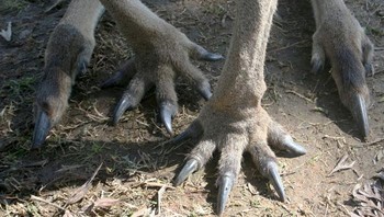 Kaki kangguru yang menyeramkan. Foto: Boredpanda