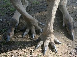 Deretan Foto Kaki Hewan Unik hingga Bikin Bergidik