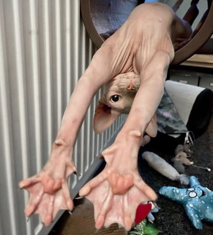 Foto Kaki Hewan