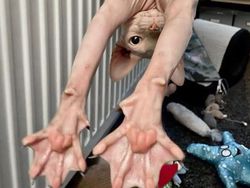 Deretan Foto Kaki Hewan Unik hingga Bikin Bergidik