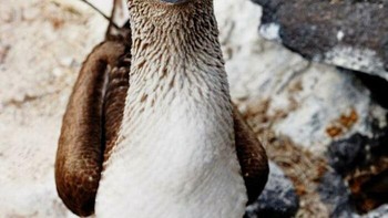 Burung Booby punya kaki biru. Foto: Boredpanda