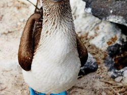 Deretan Foto Kaki Hewan Unik hingga Bikin Bergidik