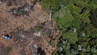 Pohon-pohon di hutan tersebut ditebang secara liar. 