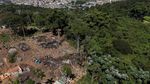 Foto Udara Hutan di Brasil Gundul Akibat Illegal Logging