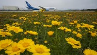 Lanjut, bunga-bunga liar yang bermekaran juga terlihat di kawasan landasan pacu Bandara Internasional Los Angeles.