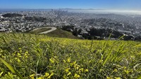 Pemandangan bunga liar yang bermekaran ini pun terlihat di perbukitan Twins Peak dengan latar belakang perkotaan California.