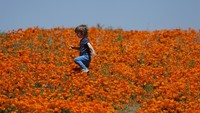 Direktur program konservasi di California Botanic Garden, Naomi Fraga mengatakan, bunga yang mekar tahun ini tidak sebesar atau sepadat bunga liar di tahun-tahun sebelumnya.