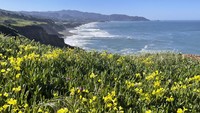 Pertama, ada pemandangan menakjubkan di Mussel Rock Park, Daly City, California. Hamparan bunga liar yang bermekaran dipadu dengan tebing yang menghadap Samudera Pasifik memberikan pemandangan tiada tara.