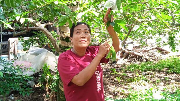 Marheni saat membungkus pentil buah jambu merah (Andika Syahputra/detikcom)