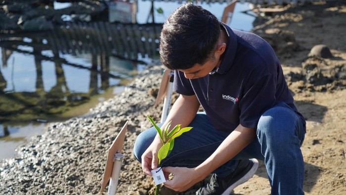 Indosat memperingati Hari Bumi, Senin (22/04) di Aceh. Mereka menanam bibit mangrove di wilayah pesisir Aceh.