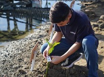 Peringati Hari Bumi, Indosat Tanam Mangrove di Pesisir Aceh
