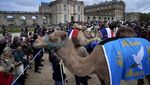 Potret Semarak Parade Unta di Paris