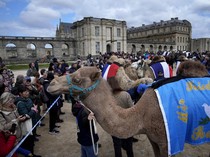 Kemenkes Imbau Jemaah Haji Hindari Kontak dengan Unta gegara MERS-CoV