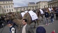 Unta berjalan di dekat kastil Vincennes selama parade unta, sebagai bagian dari Tahun Unta Internasional, di Vincennes, luar Paris, Sabtu (20/4/2024).