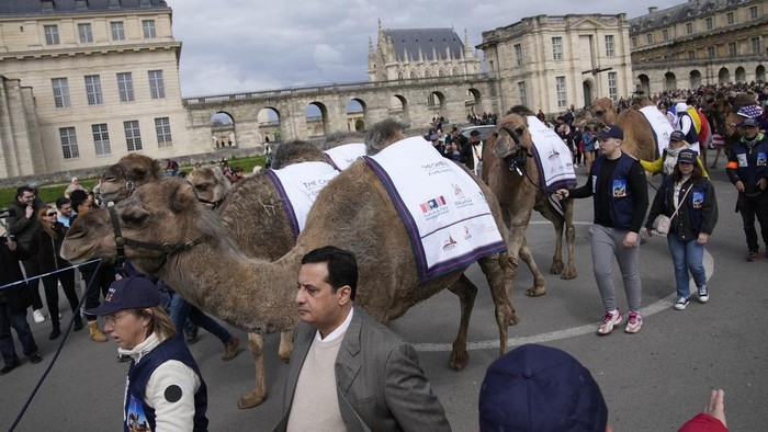 Camels walk near the Vincennes castle during a camel parade, as part of the 