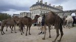 Potret Semarak Parade Unta di Paris