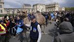 Potret Semarak Parade Unta di Paris