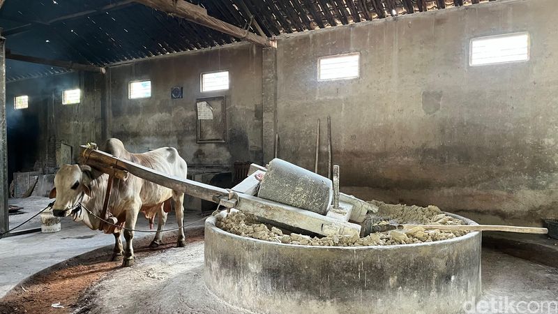 Proses produksi mi lethek Bantul yang masih menggunakan tenaga sapi.