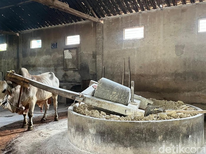 Proses produksi mi lethek Bantul yang masih menggunakan tenaga sapi.