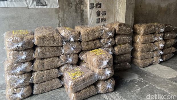 Proses produksi mi lethek Bantul yang masih menggunakan tenaga sapi.