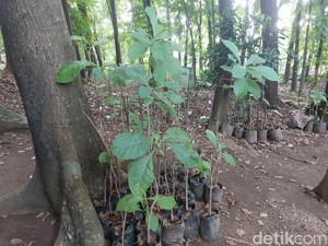Asa Pelestarian Tanaman Endemik Cirebon