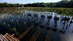 Tanam Mangrove untuk Peringati Hari Bumi