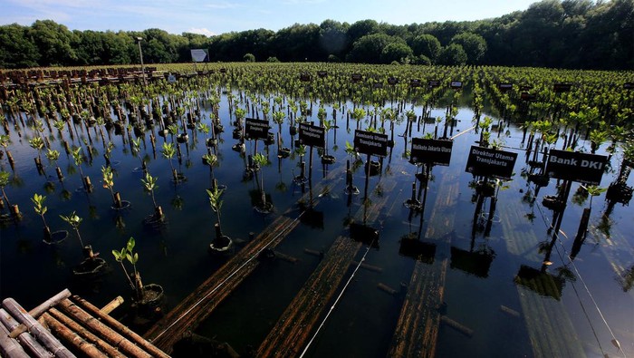 Tanam Mangrove untuk Peringati Hari Bumi Cole Haan Indonesia memperingati Hari Bumi Sedunia dengan melakukan penanaman mangrove di PIK, Jakarta Utara. Kegiatan itu merupakan bagian dari kampanye Mission Green di Indonesia.