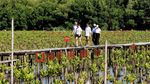 Tanam Mangrove untuk Peringati Hari Bumi