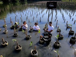 Tanam Mangrove untuk Peringati Hari Bumi