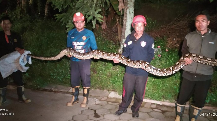 Ular sanaca kembang sepanhang 5 meter yang dievakuasi petugas dari Perumahan Griya Perwita, Jalan Kaliurang Km 13, Ngaglik, Sleman, Sabtu (20/4/2024).