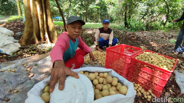 Warga sedang panen duku cililitan khas Ciamis di Dusun Cililitan, Desa Karanganyar, Kabupaten Ciamis.