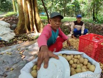 Cuan Manis Buah Duku Cililitan Khas Ciamis