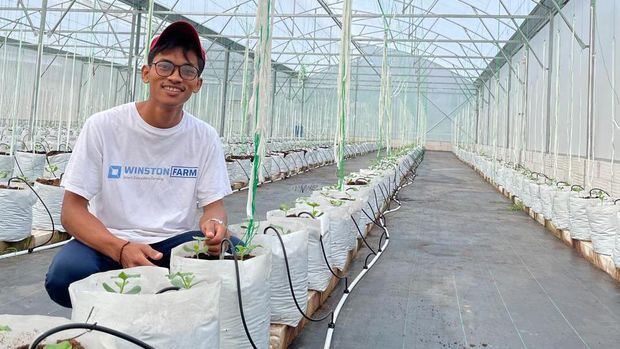 Petani melon Adi Latif Mashudi