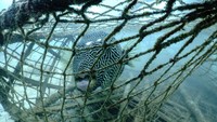 Sekitar 1 juta ton perlengkapan hantu berakhir di laut setiap tahunnya, menurut World Wildlife Fund (WWF). Sampah ini terurai menjadi mikroplastik, yang dikonsumsi oleh hewan laut, dan dapat menjadi makanan laut yang dimakan manusia.