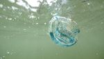 Aksi Penyelam Thailand Bersihkan Sampah Plastik di Perairan Phuket